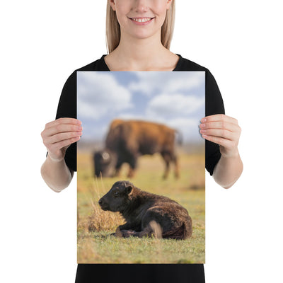 Caprock Canyons Bison Calf Luster