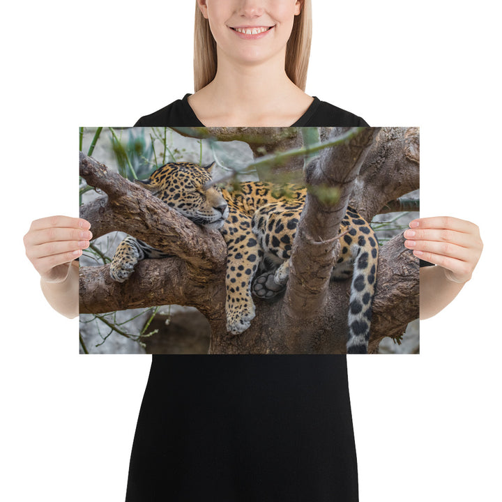 Sleepy Jaguar Luster
