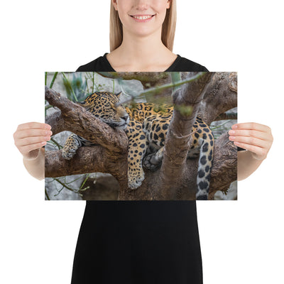 Sleepy Jaguar Luster