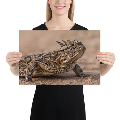 Texas Horned Lizard Luster