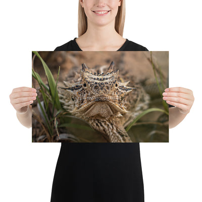 Texas Horned Lizard Stare Luster