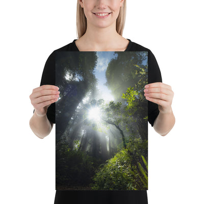 Redwoods Halo Luster