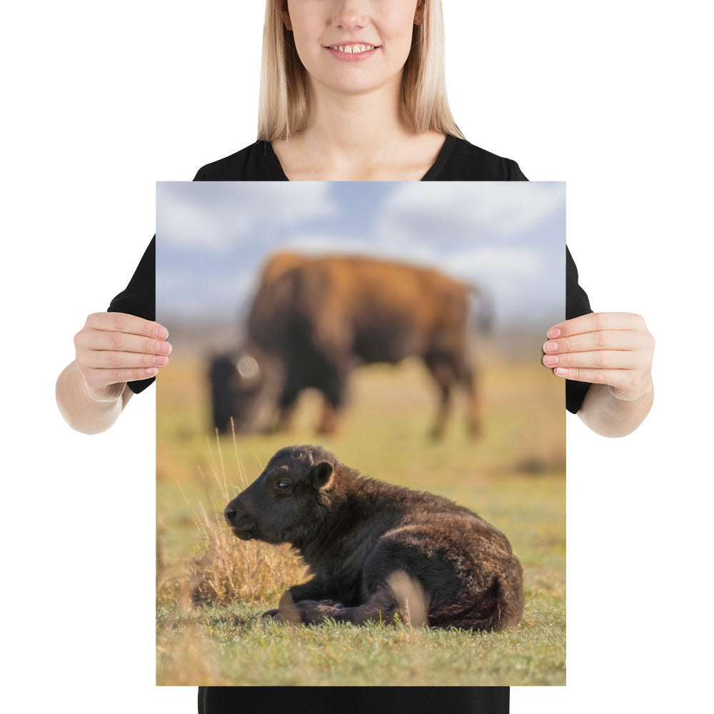 Caprock Canyons Bison Calf Luster