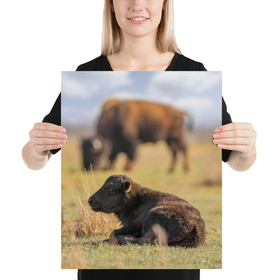 Caprock Canyons Bison Calf Luster