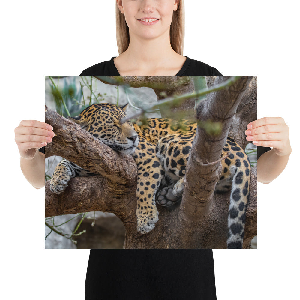 Sleepy Jaguar Luster