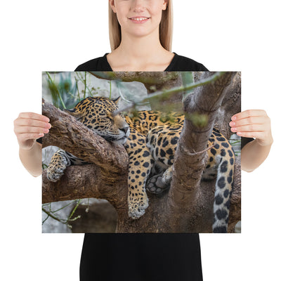 Sleepy Jaguar Luster