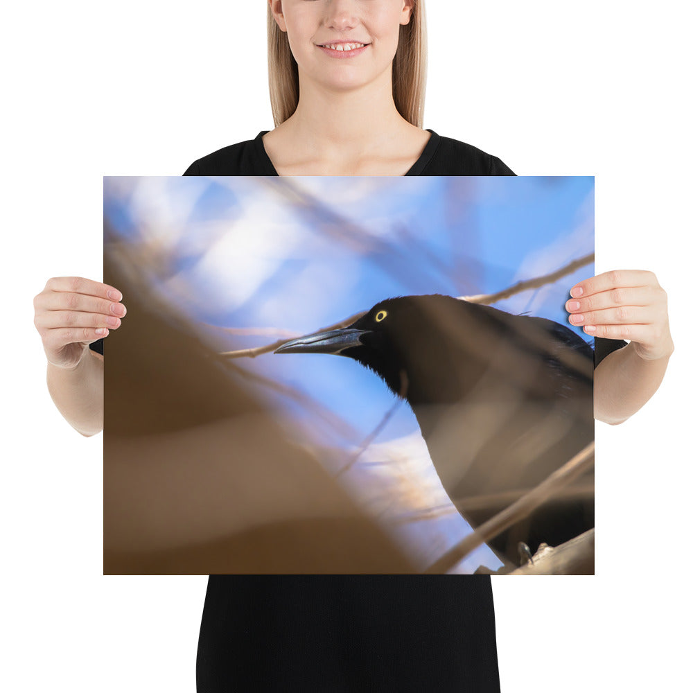 Perched Grackle Luster