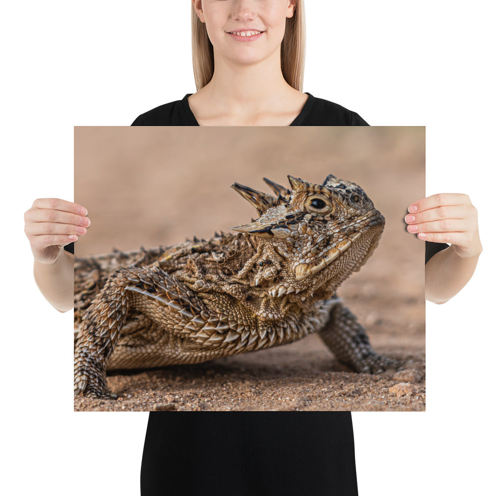 Texas Horned Lizard Luster