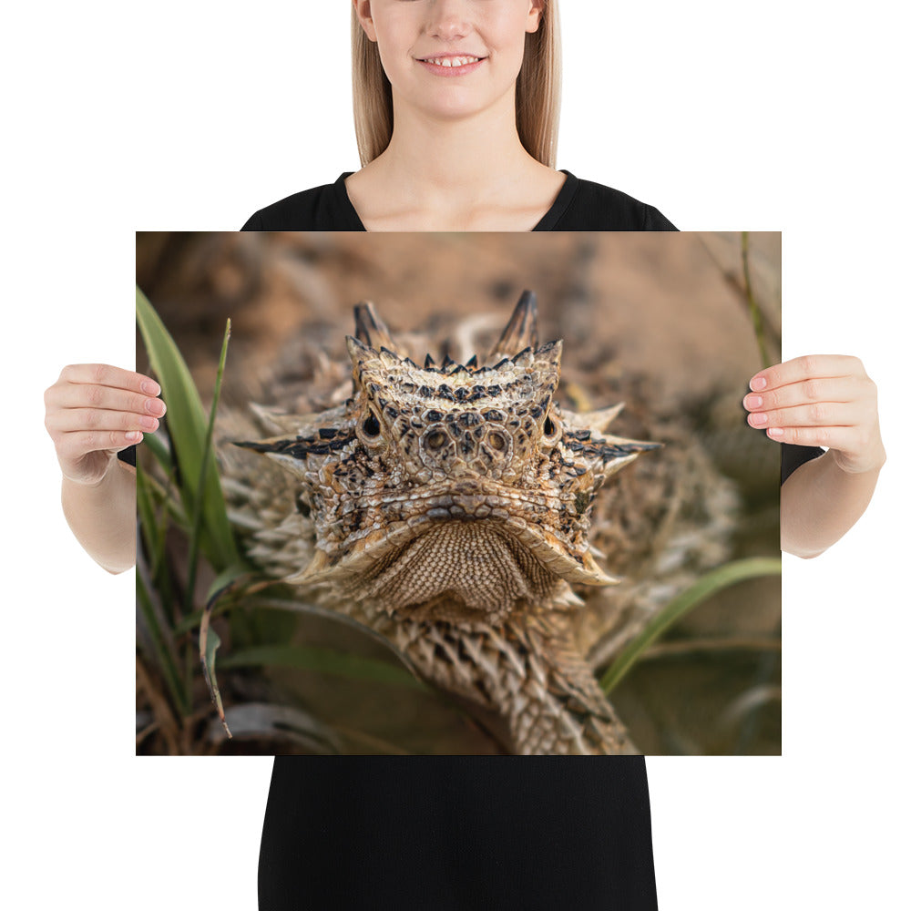 Texas Horned Lizard Stare Luster