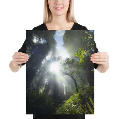 Redwoods Halo Luster