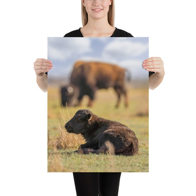 Caprock Canyons Bison Calf Luster