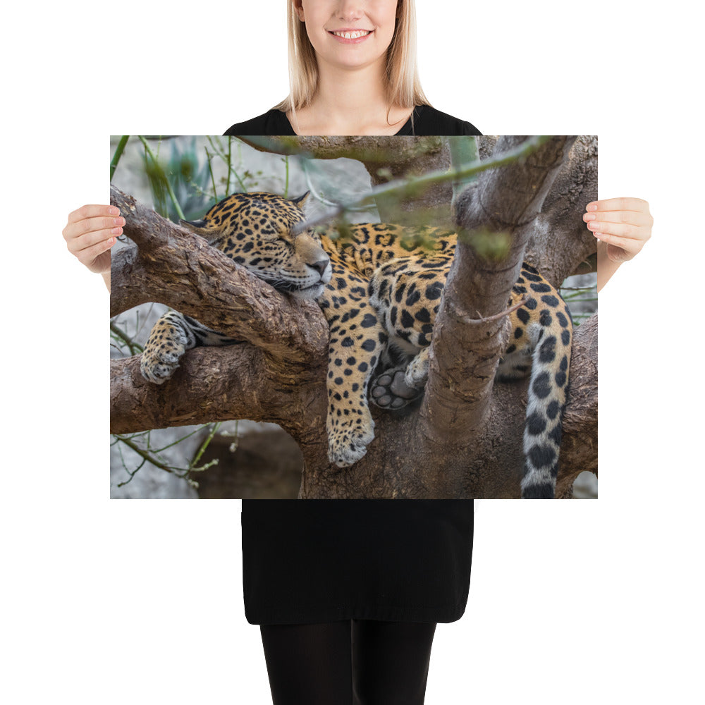 Sleepy Jaguar Luster
