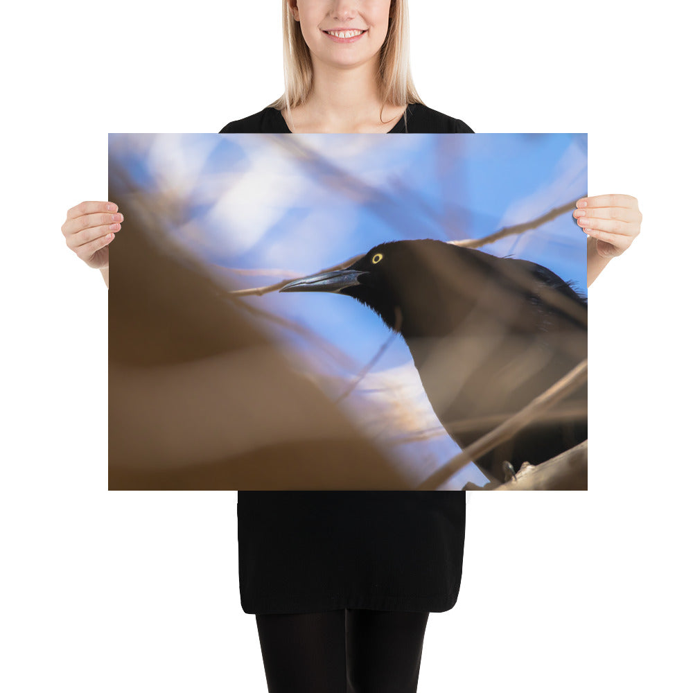 Perched Grackle Luster