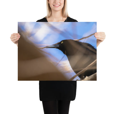 Perched Grackle Luster