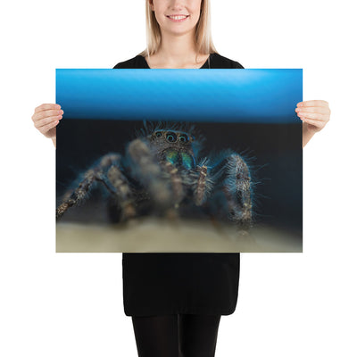 Jumping Spider Luster