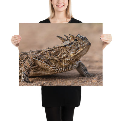 Texas Horned Lizard Luster