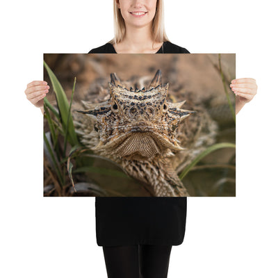 Texas Horned Lizard Stare Luster