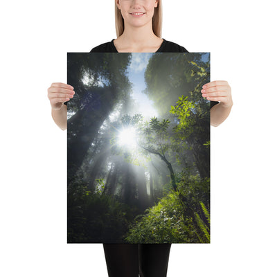 Redwoods Halo Luster
