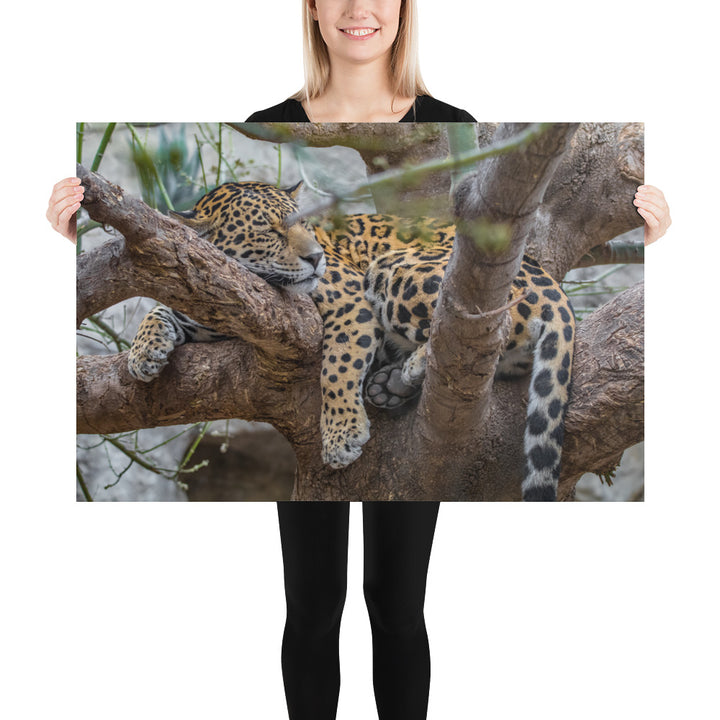 Sleepy Jaguar Luster
