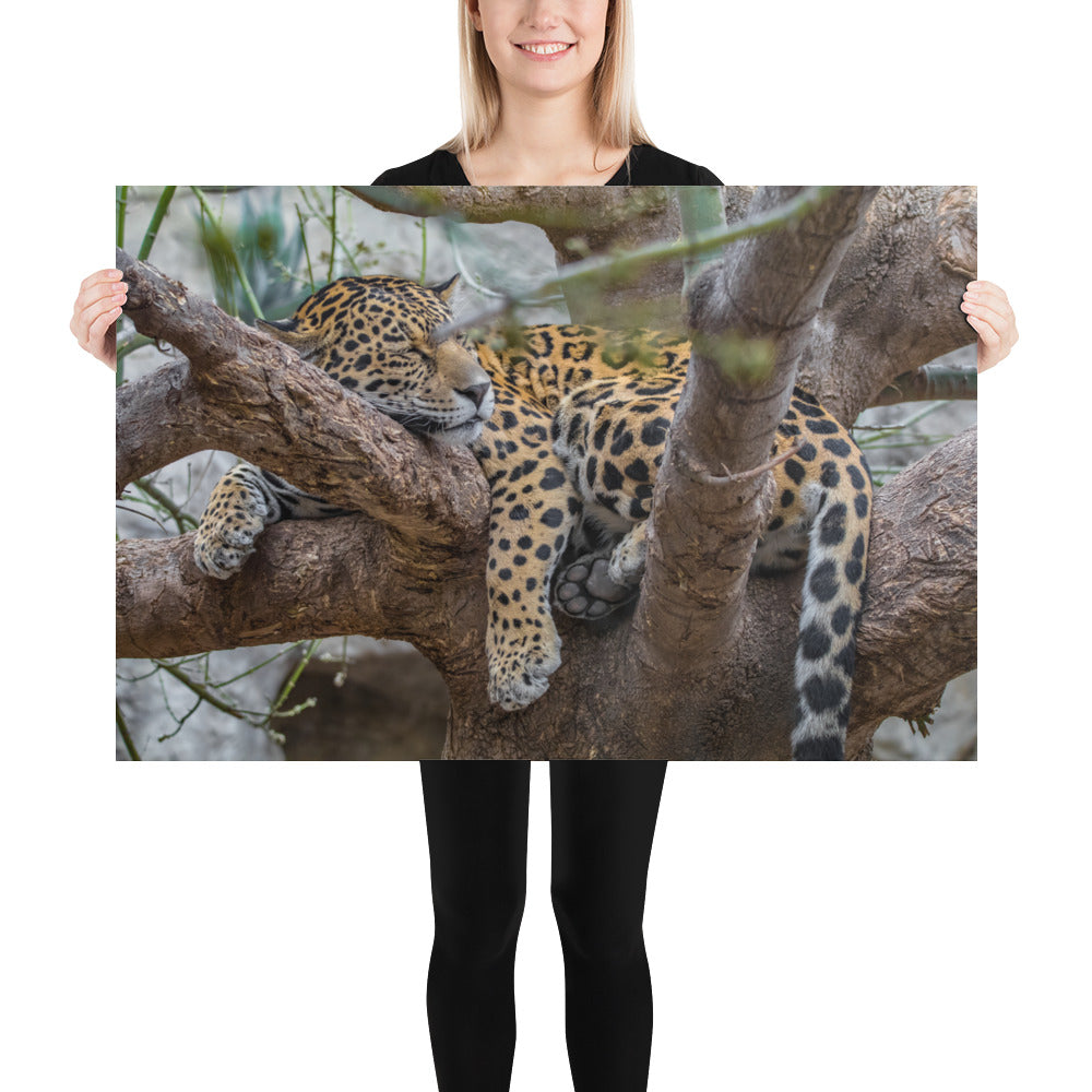 Sleepy Jaguar Luster