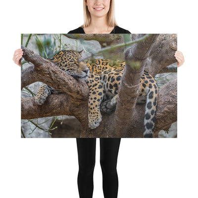 Sleepy Jaguar Luster