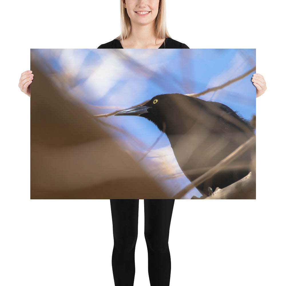 Perched Grackle Luster