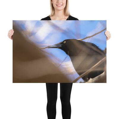 Perched Grackle Luster