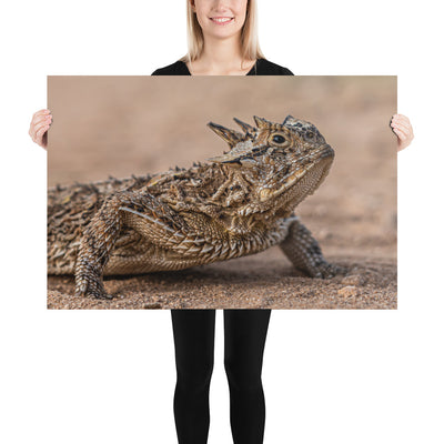 Texas Horned Lizard Luster