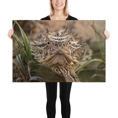 Texas Horned Lizard Stare Luster