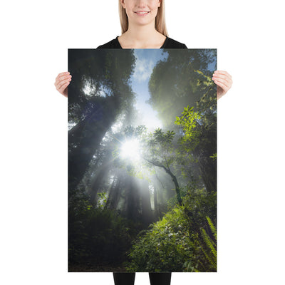 Redwoods Halo Luster